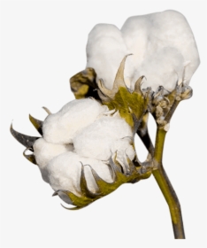 Cotton Plant Png Image - Cotton Plant No Background, Transparent Png, Free Download