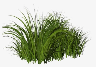 Free Tall Grass Png - Transparent Background Tall Grass Png, Png Download, Free Download