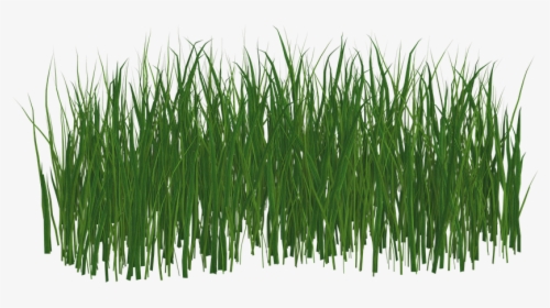 Grass,green,plant,grass Family,wheatgrass,red Pine,fodder,artificial - Transparent Png Format Grass Png, Png Download, Free Download