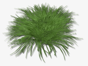 Hierba Limón / Lemongrass 6ahaspt - Sweet Grass, HD Png Download, Free Download