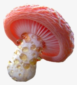 #mushroom Png - Real Beautiful Mushroom, Transparent Png, Free Download