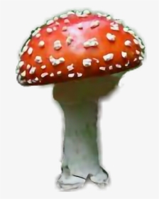 #amanitamuscaria #mushroom #red #white #dots #poisonous - Shiitake, HD Png Download, Free Download