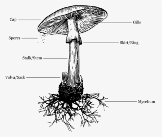 Picture - Death Cap Mushroom Illustration, HD Png Download, Free Download
