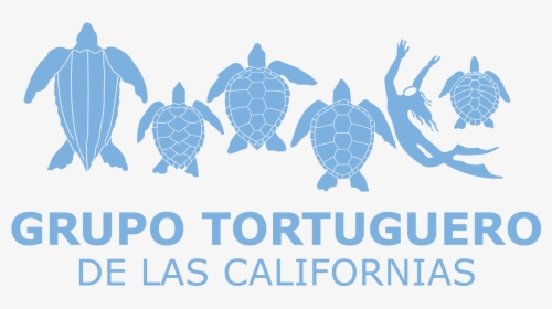 Grupo Tortuguero De Las Californias, HD Png Download, Free Download