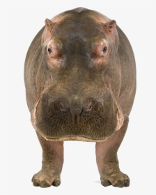 Transparent Baby Hippo Png - Hippo Face Transparent Background, Png Download, Free Download