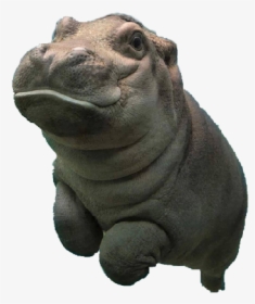 Click To Open And Swipe Up To Make Baby Hippo Fly - Baby Hippo Transparent Background, HD Png Download, Free Download