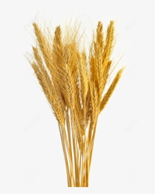 Wheat Transparent - Wheat Stalk White Background, HD Png Download, Free Download