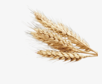 Wheat Png Image - Wheat Png, Transparent Png, Free Download