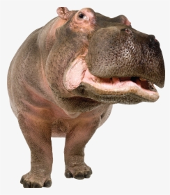 Transparent Baby Hippo Png - Hippo Png, Png Download, Free Download