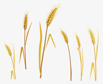 Wheat Png Image - Wheat Vector, Transparent Png, Free Download