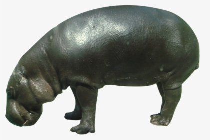 Pygmy Hippopotamus Rhinoceros Wildlife - Hippopotamus, HD Png Download, Free Download