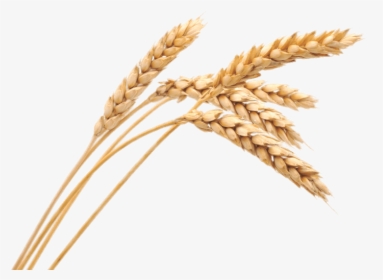 Wheat Spikes - Wheat Png, Transparent Png, Free Download