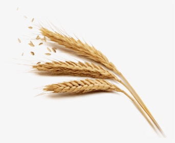 Grain Png Free Download - Wheat Grains Png Transparent, Png Download, Free Download