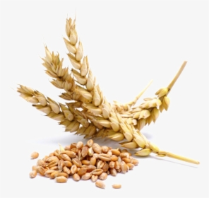 Wheat Png Transparent Image - Wheat Seeds, Png Download, Free Download