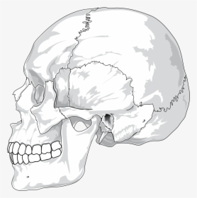 Skull, Cracked, Head, Skeleton, Side, Skeletal - Human Skull Side View Drawing, HD Png Download, Free Download