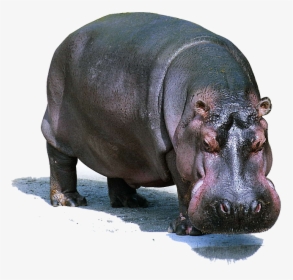 Hippo Png Images - Wildlife Lion Domestic And Wild Animals, Transparent Png, Free Download