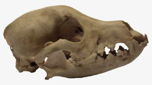 Medical Printing, 3d Systems Projet 460 Plus - Dog Skull Side View, HD Png Download, Free Download