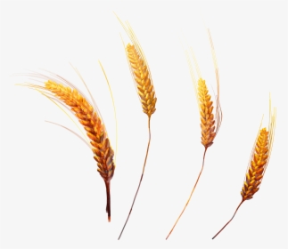 Wheat Png Image - Clear Background Wheat Grass Png, Transparent Png, Free Download