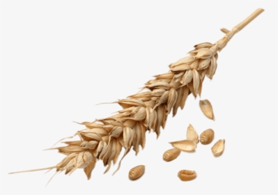 Wheat Spike - Wheat Grains Png, Transparent Png, Free Download