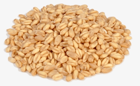 Wheat - Зерно Пнг, HD Png Download, Free Download