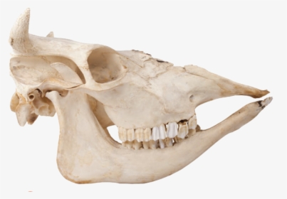 Where To Find There Are Over A Billion Cows In The - Skeleton Animal Bones Png, Transparent Png, Free Download