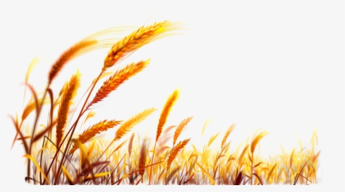 Wheat Desktop Wallpaper Harvest - Wheat Png, Transparent Png, Free Download