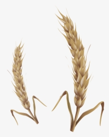 Wheat Png - Wheat Stalk Transparent, Png Download, Free Download