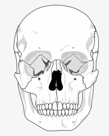 Skull Free Stock Photo - Human Skull Diagram Blank, HD Png Download, Free Download
