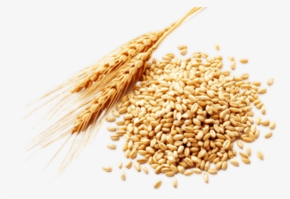 Wheat Png Image - Wheat Germ, Transparent Png, Free Download