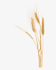 Wheat, Home Paine Schwartz Partners - Khorasan Wheat, HD Png Download, Free Download