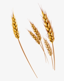 Wheat Clipart Clear Background - Wheat Clipart, HD Png Download, Free Download