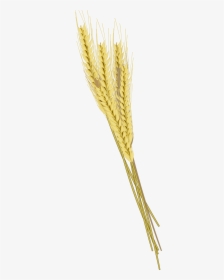 Download Barley Png Photos - Barley With Transparent Background, Png Download, Free Download