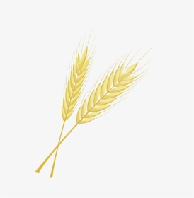 Wheat Barley Clipart Bunch Free On Transparent Png - Einkorn Wheat, Png Download, Free Download