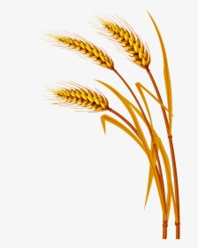 Transparent Wheat Clipart - Wheat Background, HD Png Download, Free Download