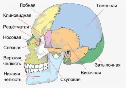 Human Skull Side Simplified Ru - Bones Of The Skull, HD Png Download, Free Download
