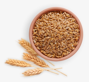 Wheat Images Hd Png, Transparent Png, Free Download