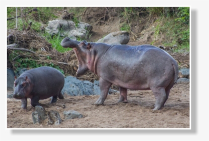 Clip Art Laki Expeditions Safaris This - Hippopotamus, HD Png Download, Free Download