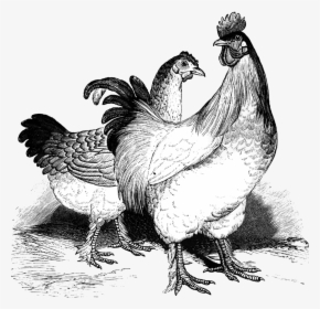 Bw Clipart Hen - Free Range Chickens Sign, HD Png Download, Free Download