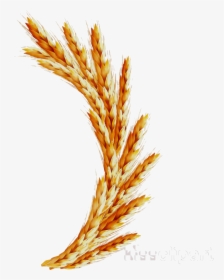 Wheat Illustration Graphics Transparent Image Clipart - Vector Graphics, HD Png Download, Free Download