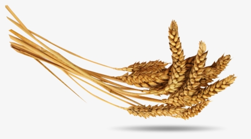 Horizontal Golden Yellow Wheat Pictures - Islam, HD Png Download, Free Download