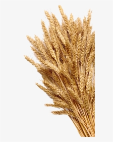 Wheat Mature Photography Grain Cereal Ear Whole Clipart - Wheat Grains, HD Png Download, Free Download