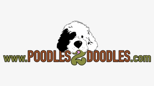 Poodles 2 Doodles, A Top Breeder Of Bernedoodle Puppies - Poodles2doodles, HD Png Download, Free Download