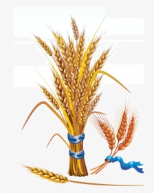 Wheat Euclidean Vector Grain Clip Art - Wheat Vector, HD Png Download, Free Download