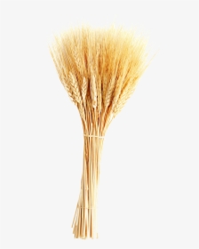 Transparent Wheat Plant Clipart - Wheat In White Background, HD Png Download, Free Download