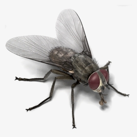House Fly Memes , Png Download - Fly Animation, Transparent Png, Free Download