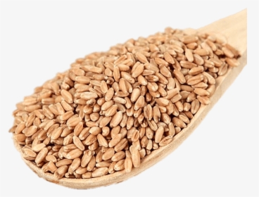 Scoop Of Wheat Berries - Hard White Wheat, HD Png Download, Free Download