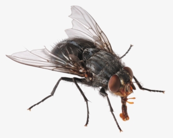 Garrapatas - Fly Hd Png, Transparent Png, Free Download