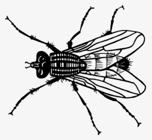 Animales, Moscas, Mosca, Insectos, Pest - Fly Free Clip Art, HD Png Download, Free Download