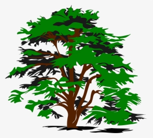 Simple Vector Tree Clip Arts - Cedar Tree Clip Art, HD Png Download, Free Download