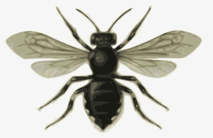 Transparent Alas Negras Png - Bee Clip Art, Png Download, Free Download
